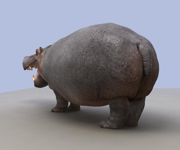 File:Hippo2.jpg