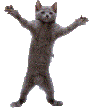 2627 Dancing Cat.gif