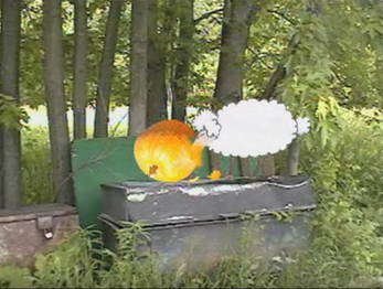 A sheep eating a pumpkin