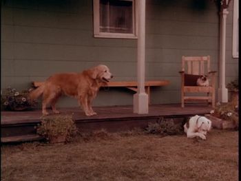 Chance, Shadow and Sassy in a deleted scene.