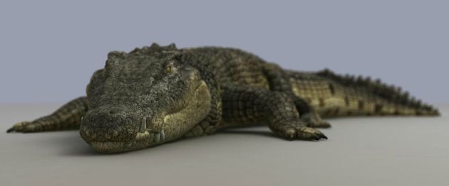 Crocodile3.jpg
